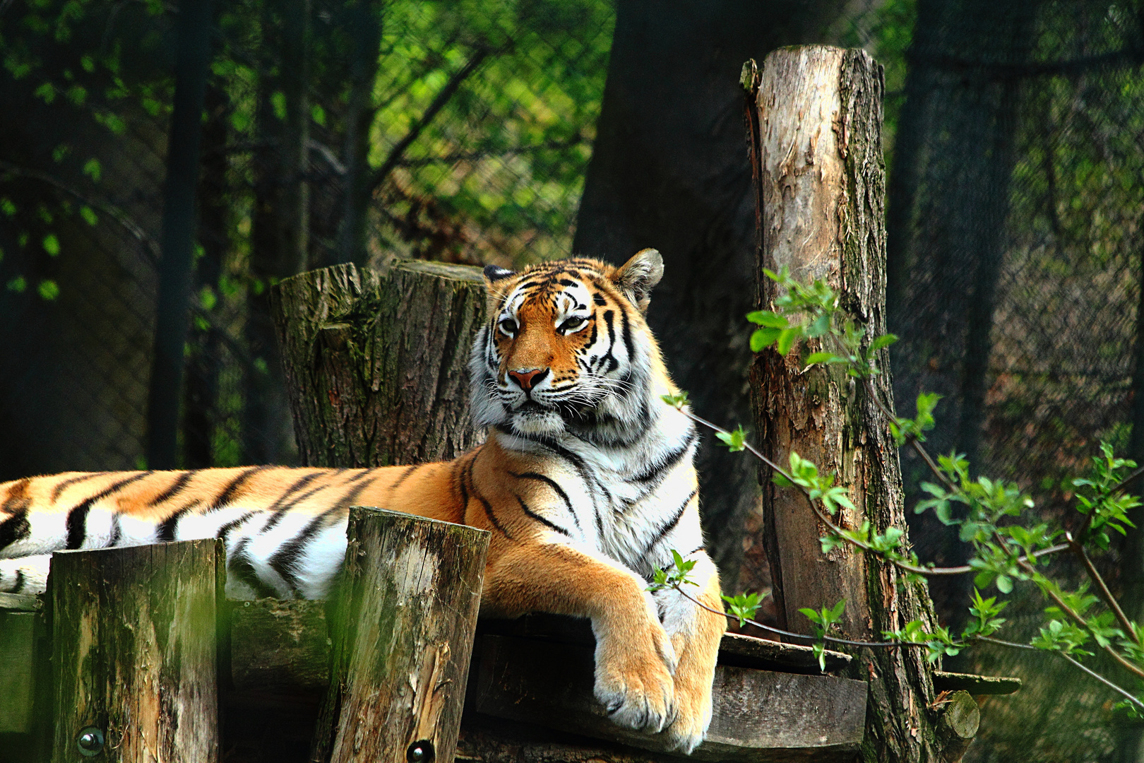 Tiger im Schweriner Zoo - 3