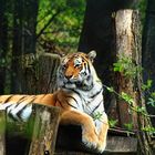 Tiger im Schweriner Zoo - 3