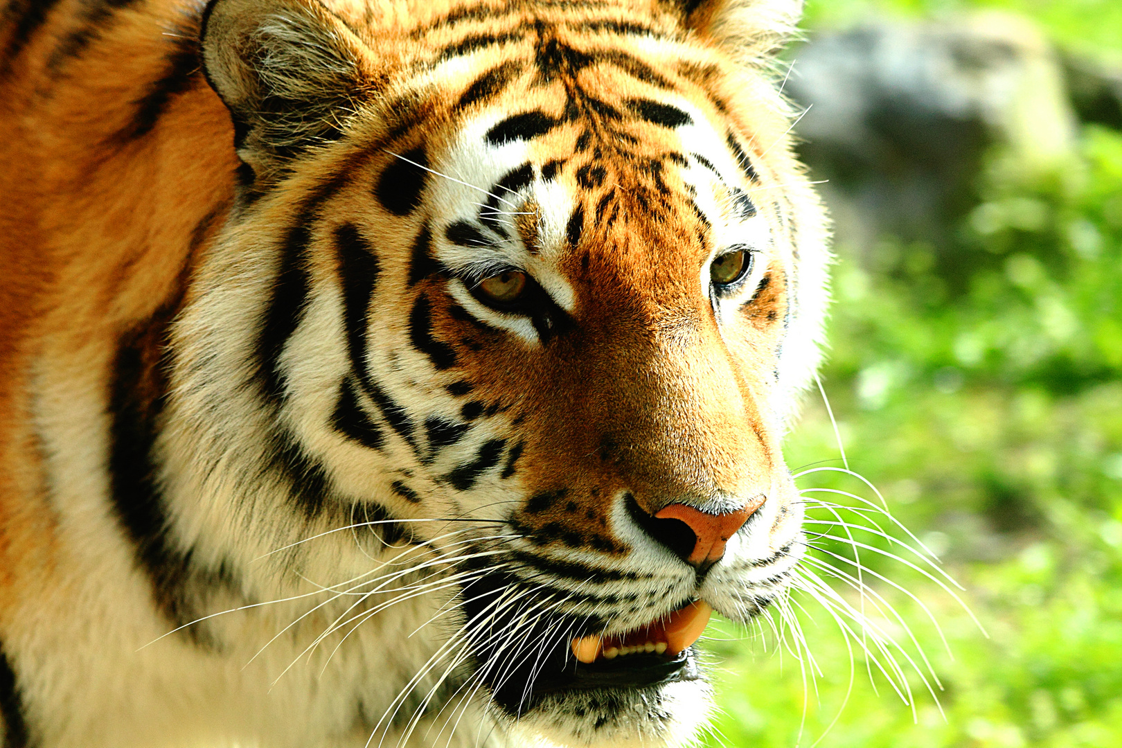 Tiger im Schweriner Zoo