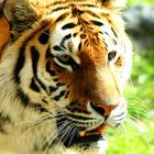 Tiger im Schweriner Zoo