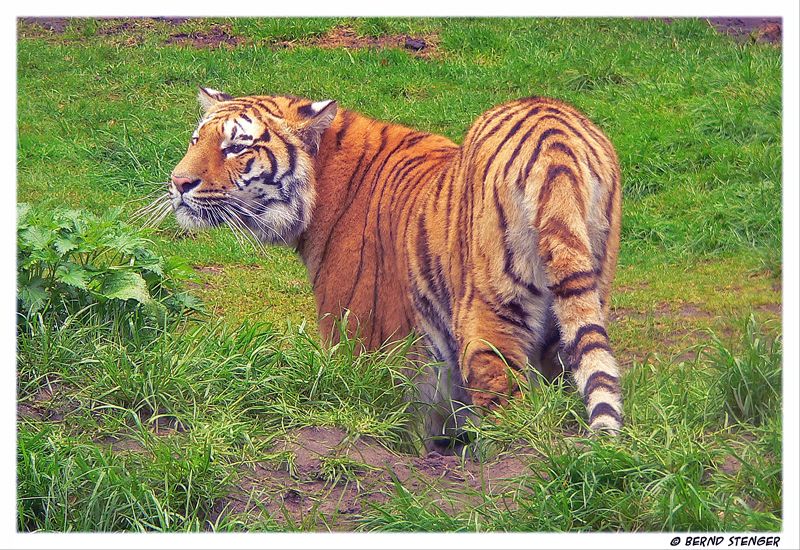 Tiger im Serengeti-Park