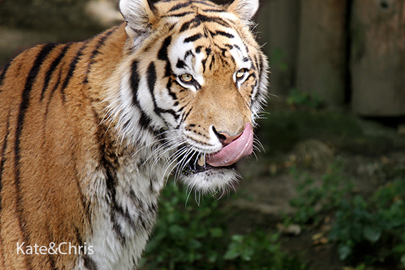 Tiger im Sonnenlicht