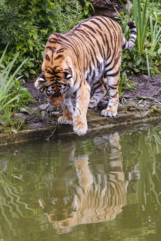 Tiger im Spiegelbild