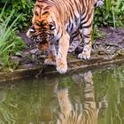 Tiger im Spiegelbild