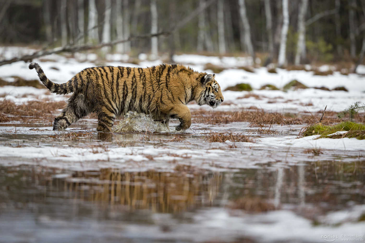 Tiger im Sumpf