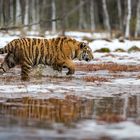 Tiger im Sumpf