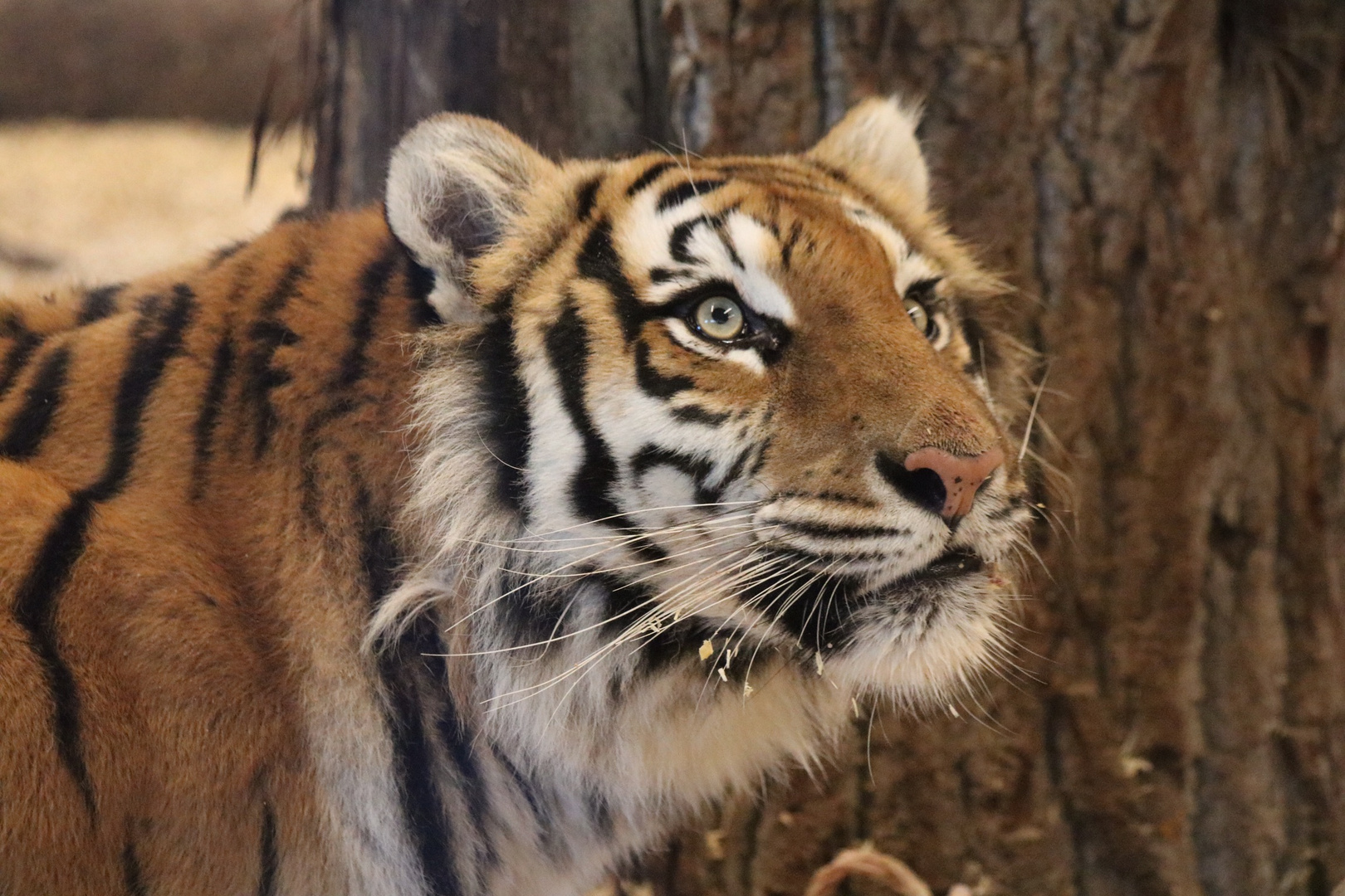 Tiger im Tatzmania im Schwarzwald 