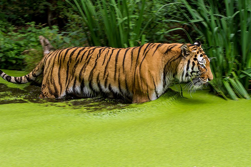 Tiger im Teich