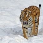 Tiger im Tiefschnee
