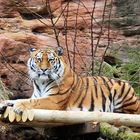 Tiger im Tiergarten Nürnberg