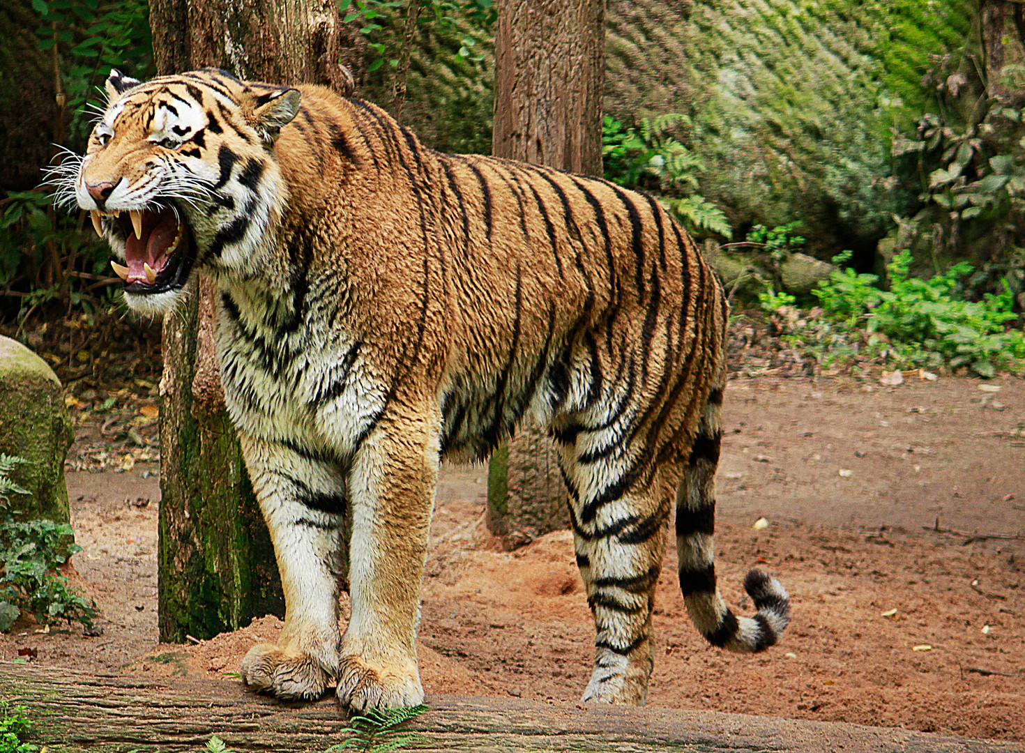 Tiger im Tiergarten Nürnberg