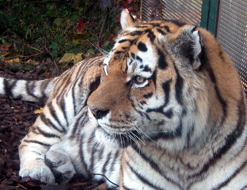 Tiger im Tiergarten Schönbrunn (2)