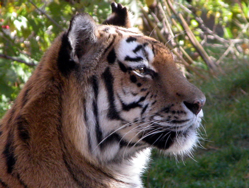 Tiger im Tiergarten Schönbrunn