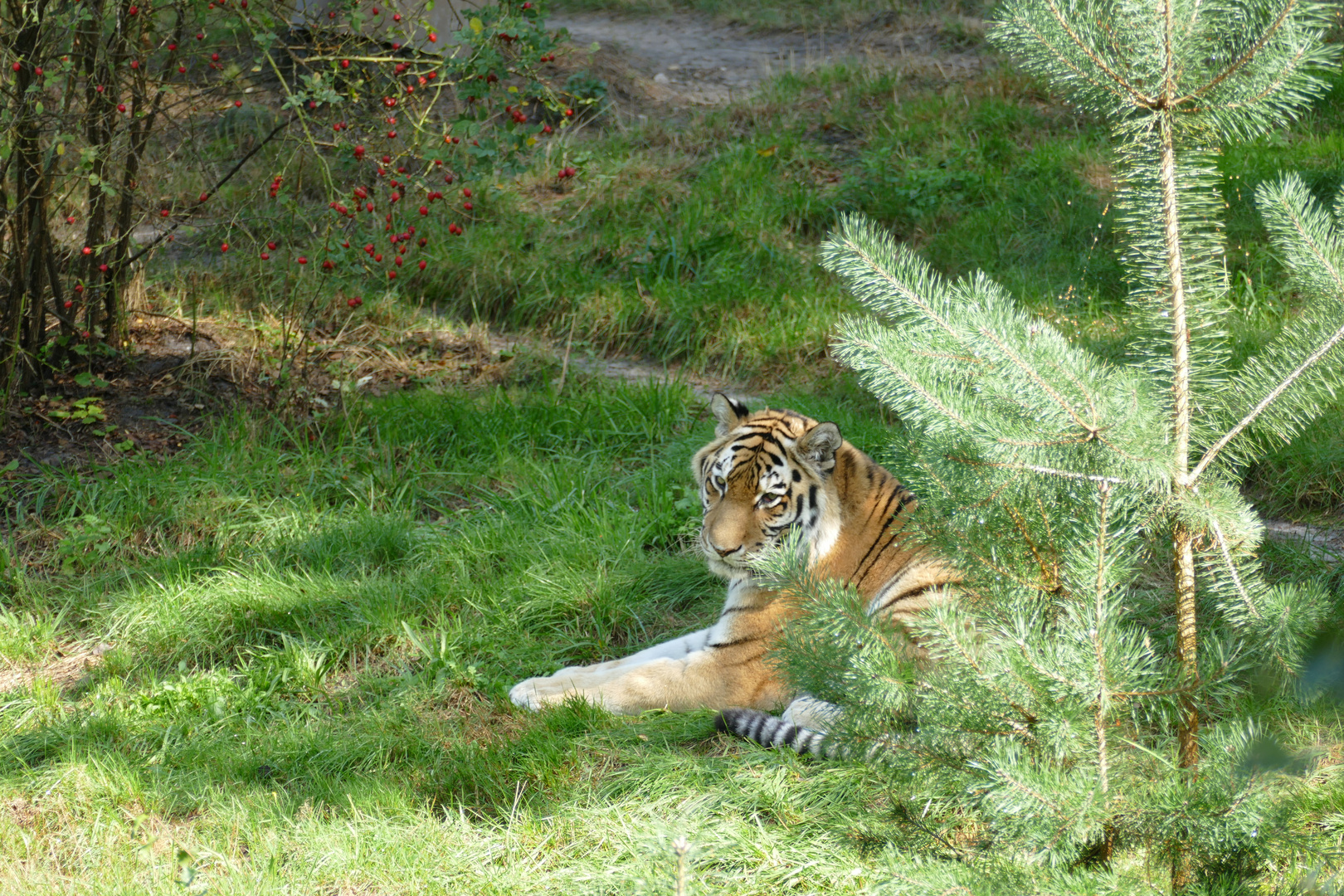Tiger im Tierpark 