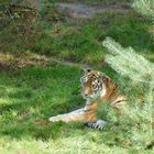 Tiger im Tierpark 