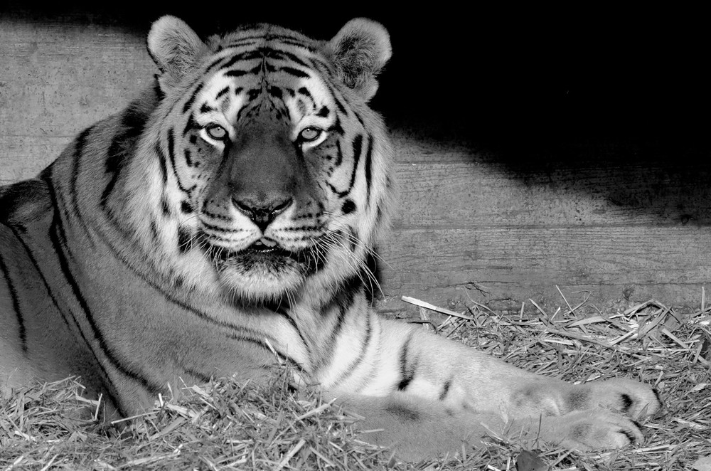 Tiger im Tierpark von ockock 