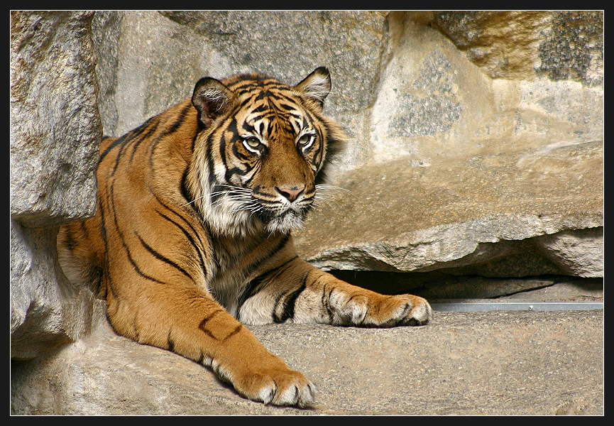 Tiger im Tierpark Berlin