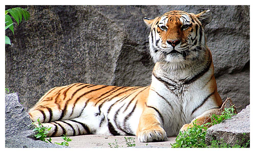 Tiger im Tierpark Berlin