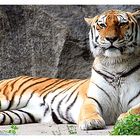 Tiger im Tierpark Berlin