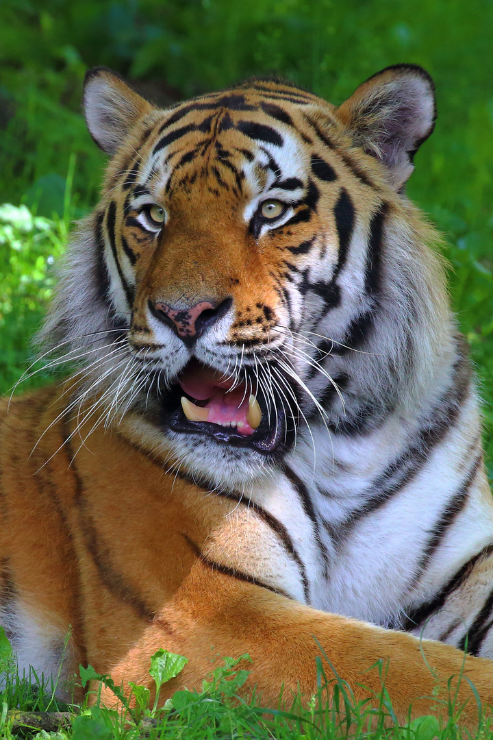 Tiger im Tierpark Hellabrunn