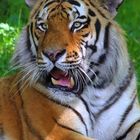 Tiger im Tierpark Hellabrunn