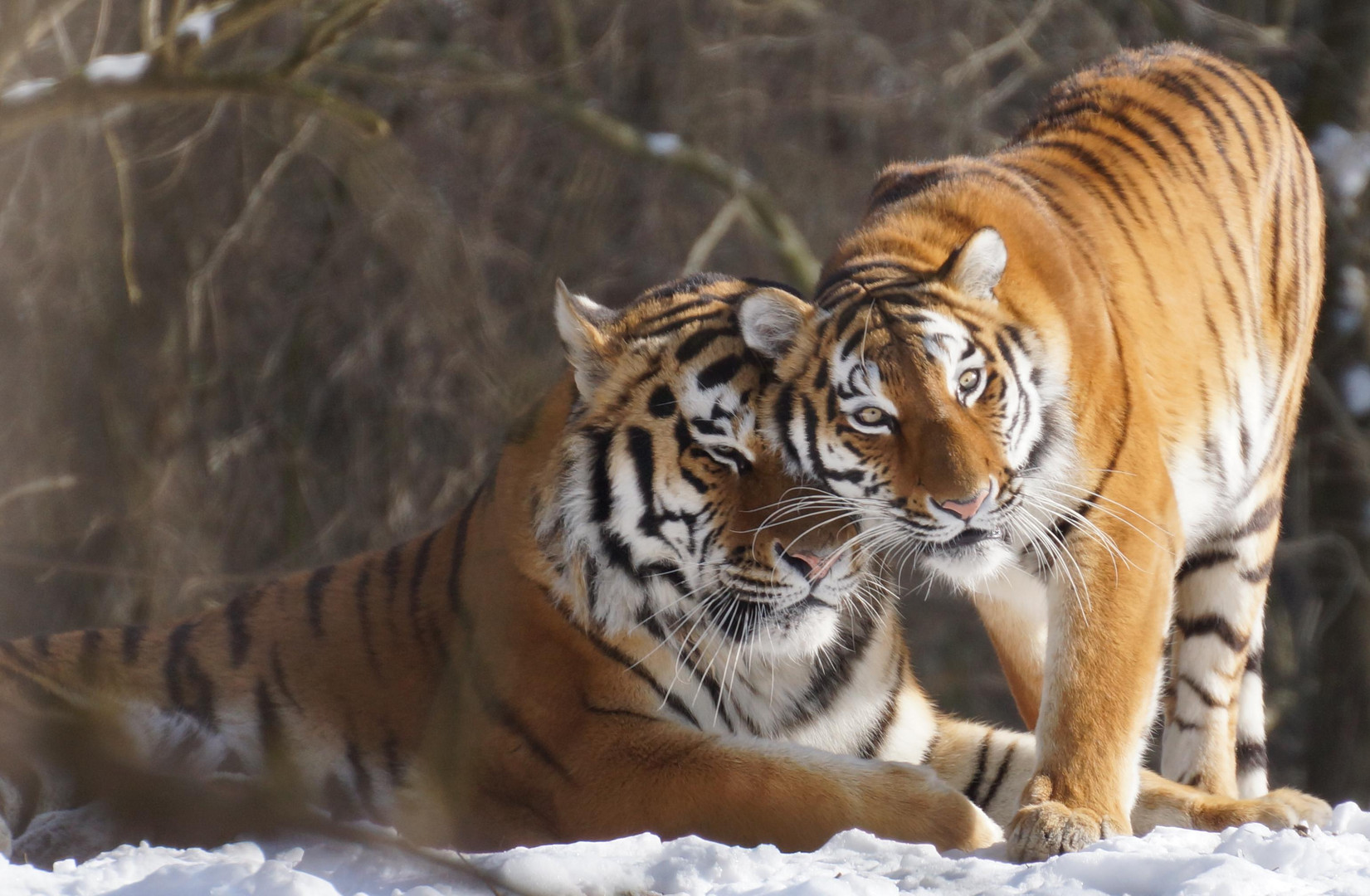 Tiger im Tierpark Hellabrunn