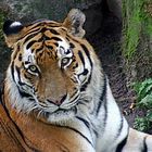 Tiger im Tierpark Nürnberg