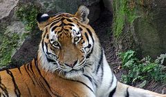 Tiger im Tierpark Nürnberg