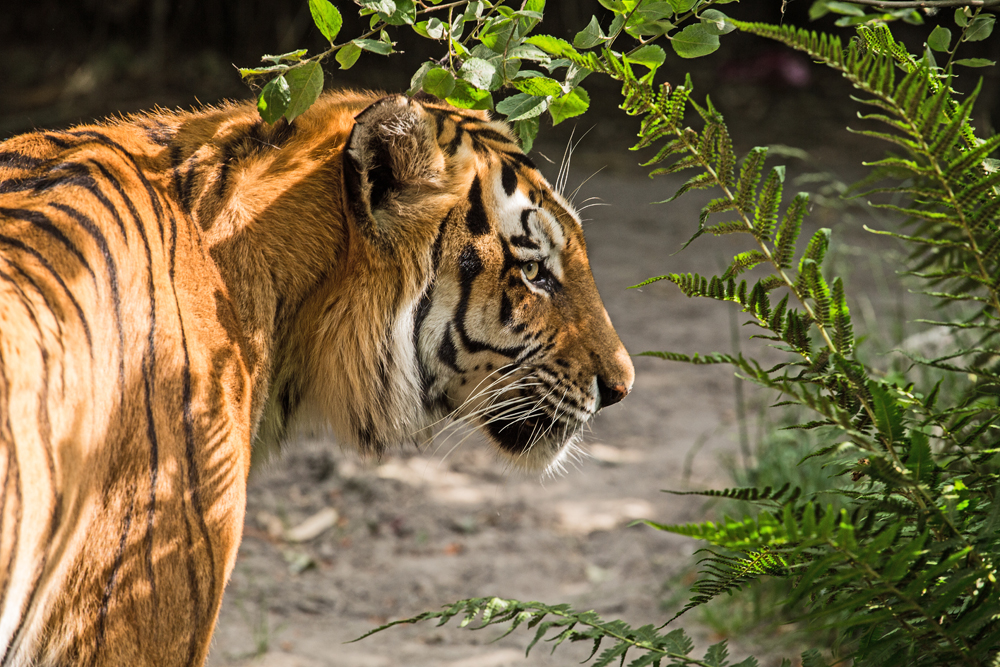Tiger im Tierpark Subingen