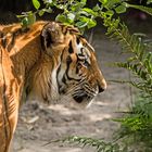 Tiger im Tierpark Subingen