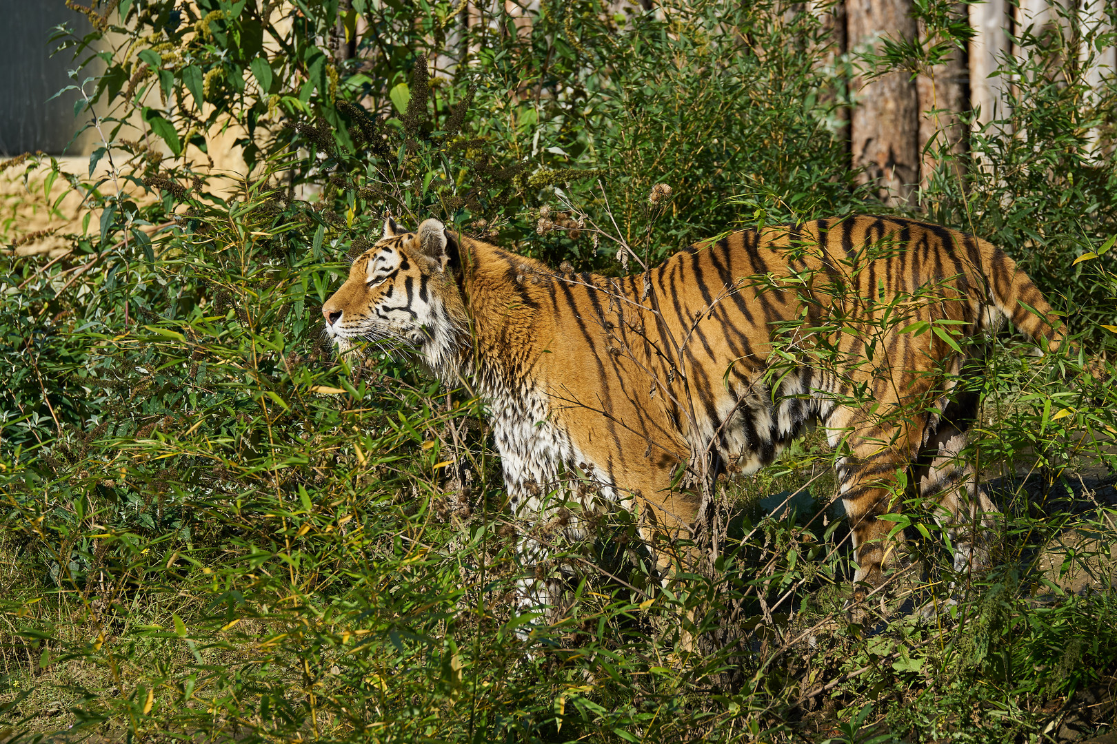 Tiger im Wald / Tiger in the Forrest