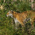 Tiger im Wald / Tiger in the Forrest