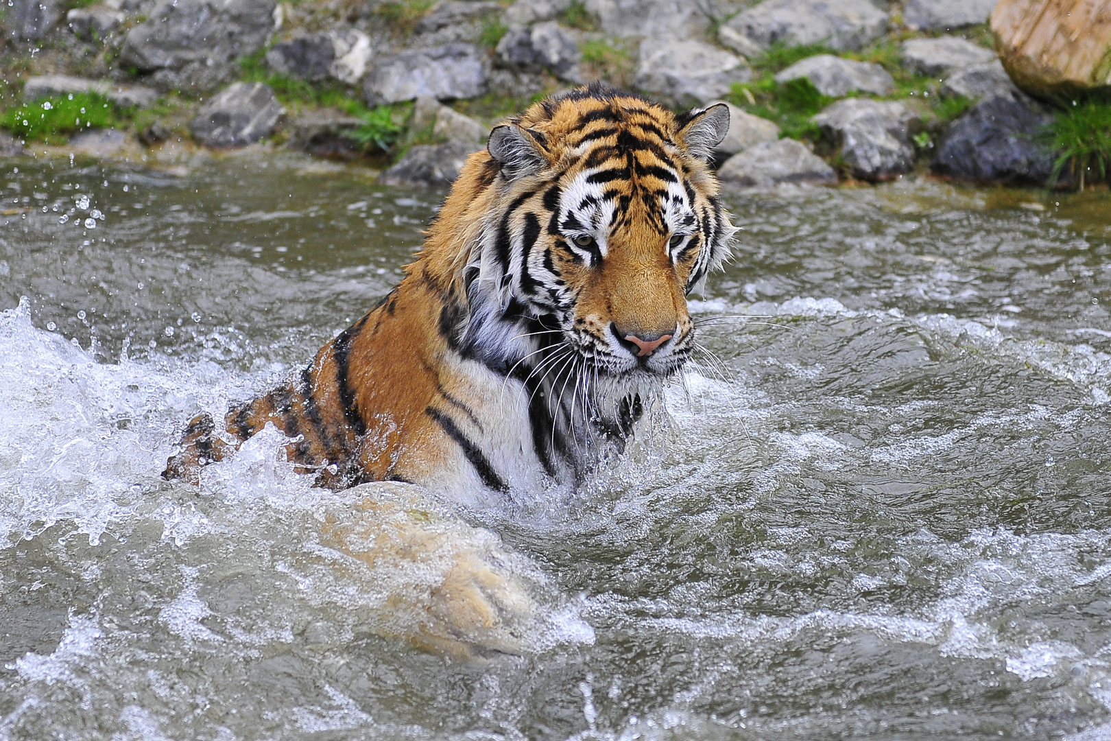 Tiger im Walter Zoo Gossau SG