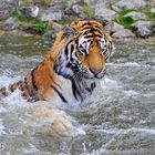 Tiger im Walter Zoo Gossau SG