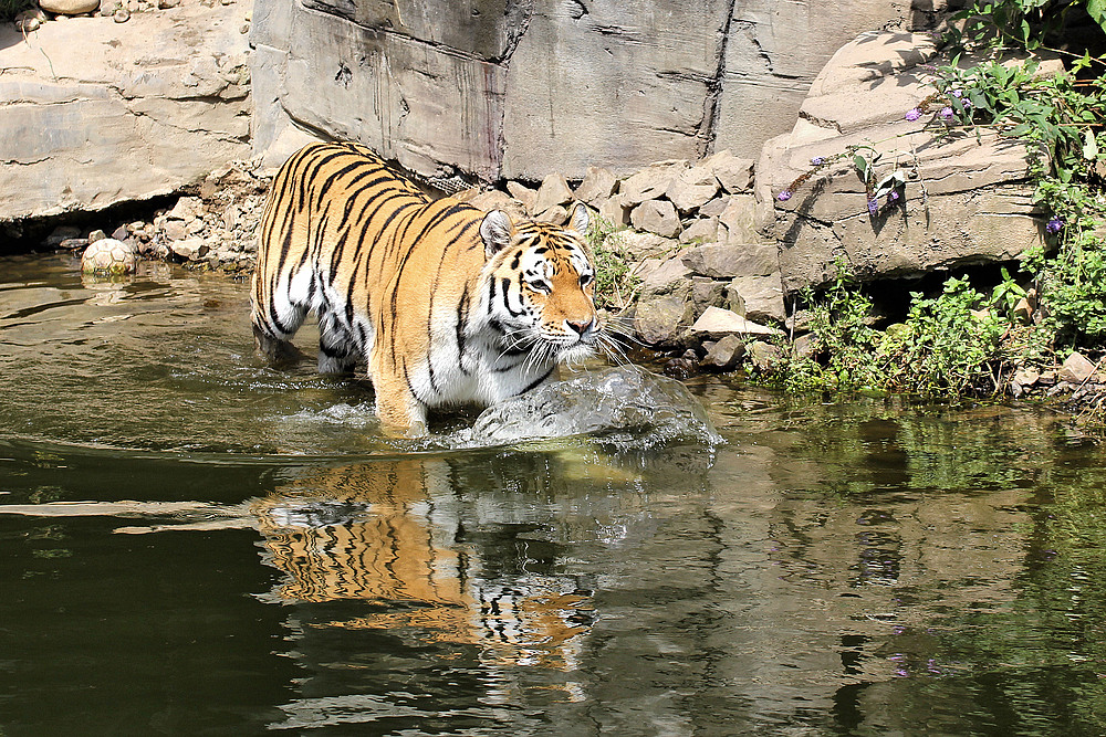 Tiger im Wasser 1