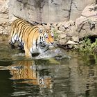 Tiger im Wasser 1