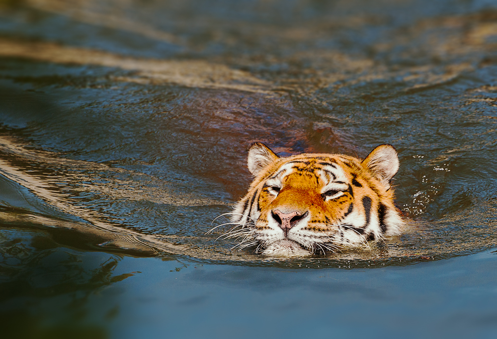 Tiger im Wasser...