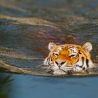 Tiger im Wasser...