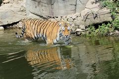 Tiger im Wasser 2