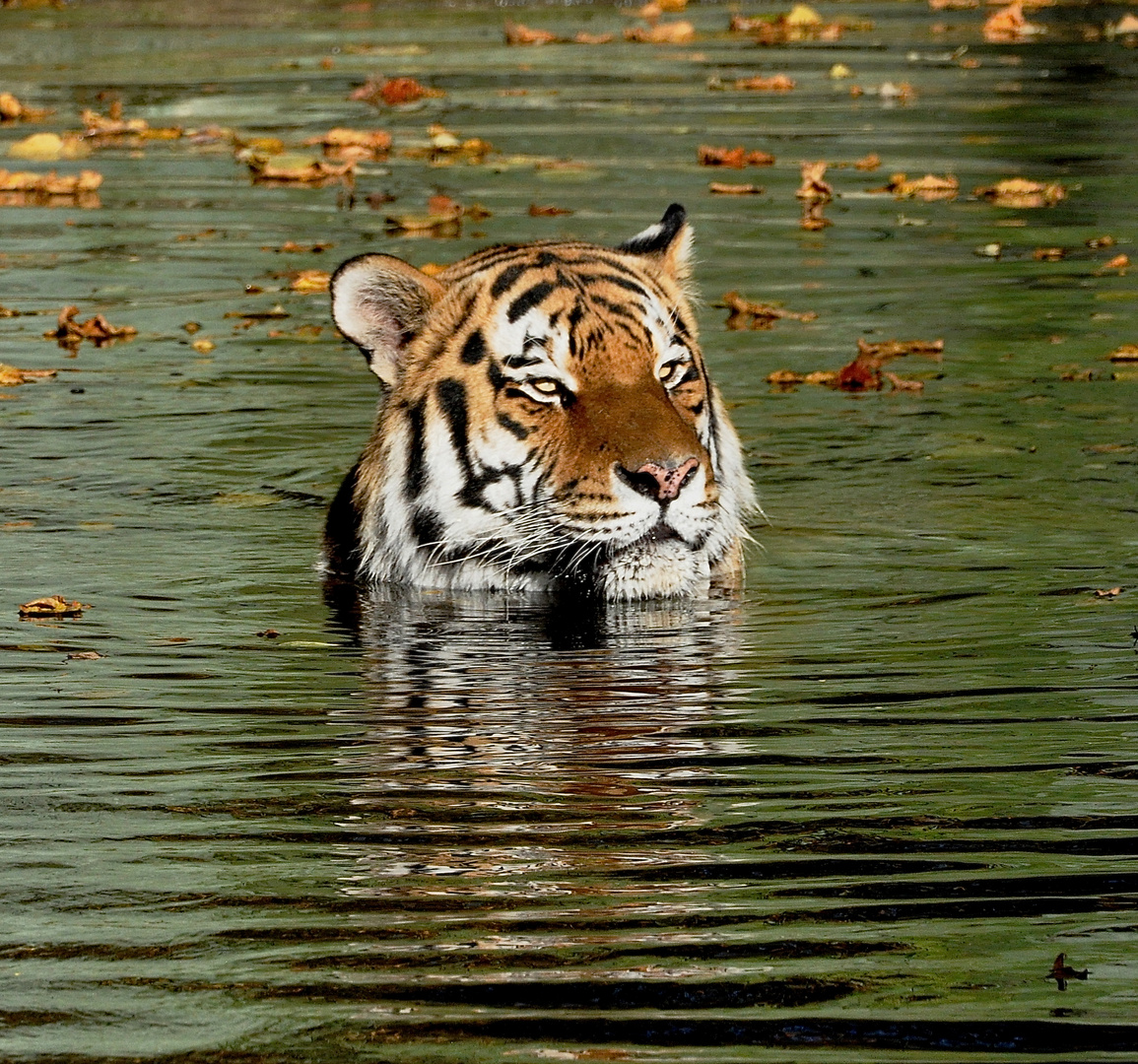 Tiger im Wasser Foto & Bild tiere, zoo, wildpark & falknerei