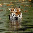 Tiger im Wasser