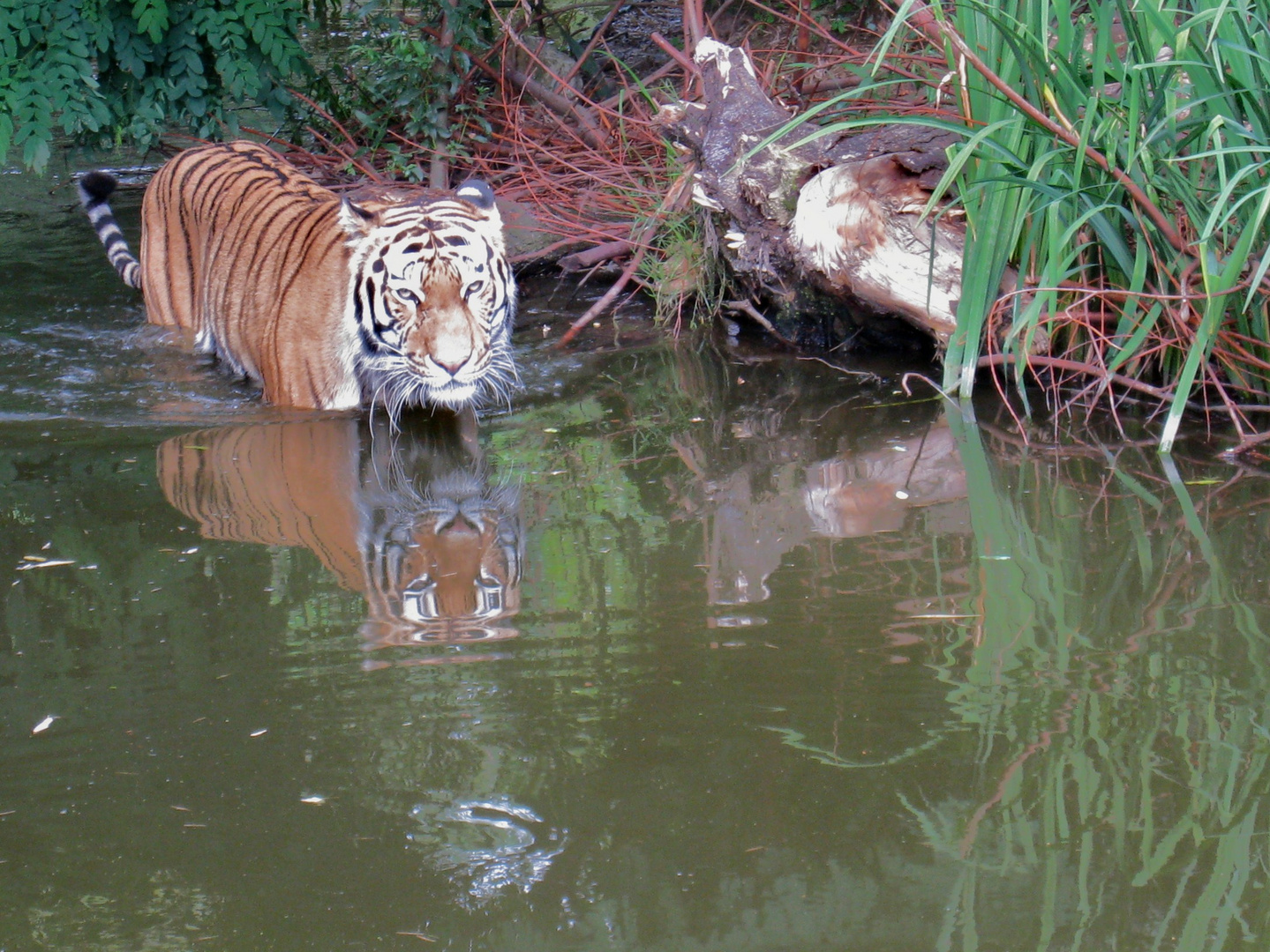 Tiger im Wasser