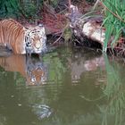 Tiger im Wasser