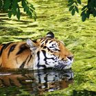 Tiger im Wasser