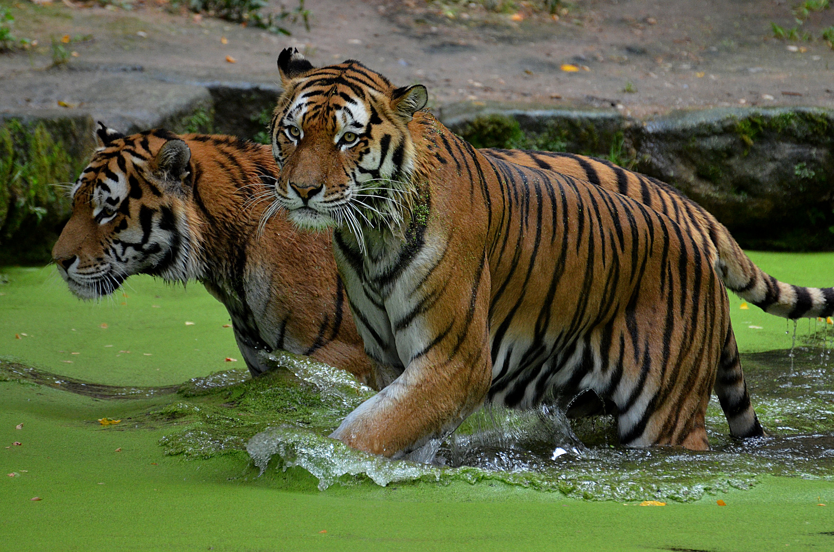 Tiger im Wasser