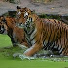 Tiger im Wasser