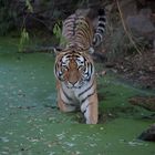 Tiger im Wasser