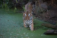 Tiger im Wasser