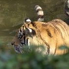 Tiger im Wasser