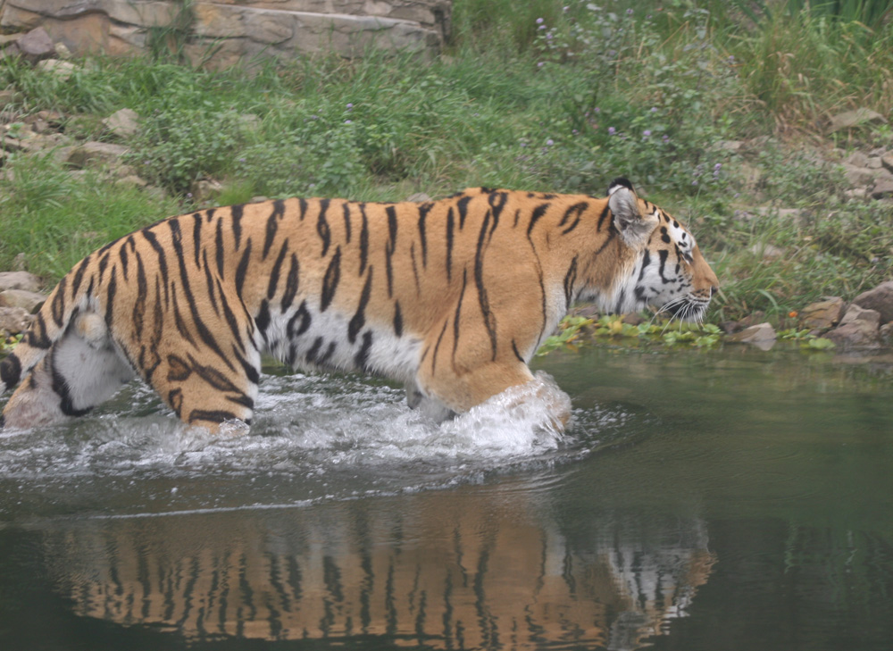 Tiger im Wasser